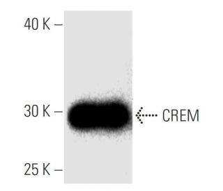 CREM Antibody (22) - Western Blotting - Image 136745 