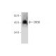 CREM Antibody (A-2) - Western Blotting - Image 285053 