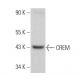 CREM Antibody (A-2) - Western Blotting - Image 360368