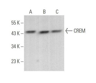 CREM Antibody (A-2) - Western Blotting - Image 375042 