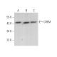 CREM Antibody (A-2) - Western Blotting - Image 375042 