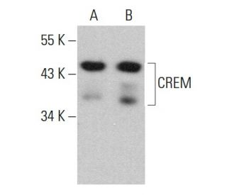 CREM Antibody (C-2) - Western Blotting - Image 379030 