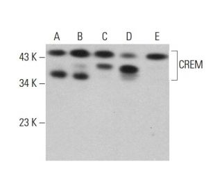 CREM Antibody (D-5) - Western Blotting - Image 377065 