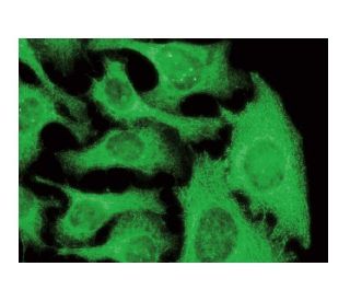 CRF-BP Antibody (G-2) - Immunofluorescence - Image 142838 