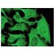 CRF-BP Antibody (G-2) - Immunofluorescence - Image 142838 