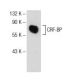 CRF-BP Antibody (G-2) - Western Blotting - Image 141280