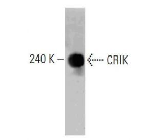 CRIK Antibody (6) - Western Blotting - Image 127480