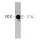 CRIK Antibody (6) - Western Blotting - Image 127480