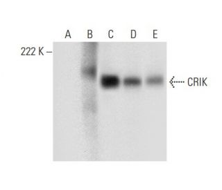 CRIK Antibody (A-6) - Western Blotting - Image 301305 