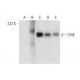 CRIK Antibody (A-6) - Western Blotting - Image 301305 