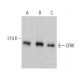 CRIK Antibody (A-6) - Western Blotting - Image 363785