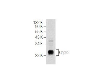 Cripto Antibody (H-10) - Western Blotting - Image 155577