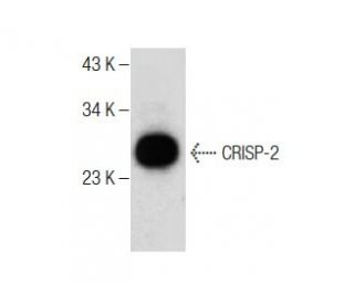 CRISP-2 Antibody (E-12) - Western Blotting - Image 284404 