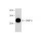 CRISP-2 Antibody (E-12) - Western Blotting - Image 284404 