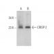 CRISP-2 Antibody (E-12) - Western Blotting - Image 372837