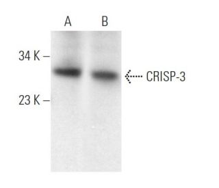 CRISP-3 Antibody (D-6) - Western Blotting - Image 370109 