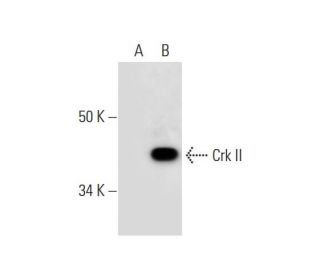 Crk I/II Antibody (D-6) - Western Blotting - Image 292922