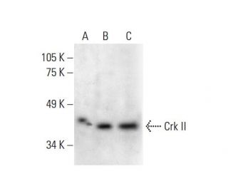 Crk II Antibody (B-4) - Western Blotting - Image 288968 