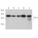 Crk II Antibody (B-4) - Western Blotting - Image 363197