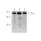 Crk-L Antibody (A-1) - Western Blotting - Image 294404 