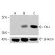 Crk-L Antibody (A-1) - Western Blotting - Image 414325