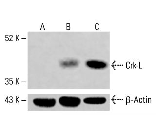 Crk-L Antibody (A-1) - Western Blotting - Image 414325