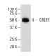 CRLF1 Antibody (QQ9) - Western Blotting - Image 33671