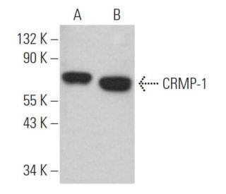 CRMP-1 Antibody (D-4) - Western Blotting - Image 365131 