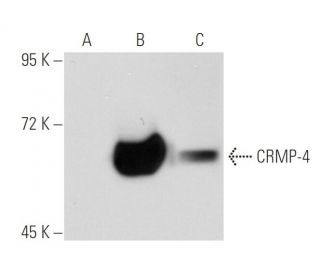 CRMP-4 Antibody (LL-5) - Western Blotting - Image 46937