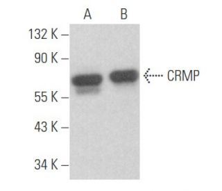 CRMP Antibody (D-5) - Western Blotting - Image 356064 