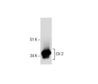 Crossveinless-2 Antibody (G-8) - Western Blotting - Image 157585