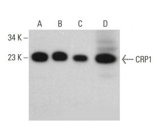 CRP1 Antibody (F-12) - Western Blotting - Image 381079 