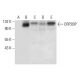 CRP2BP Antibody (A-11) - Western Blotting - Image 305763
