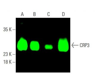 CRP3 Antibody (A-5) - Western Blotting - Image 385432 