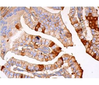 Crry Antibody (TLD-1C11) - Immunohistochemistry - Image 384104 