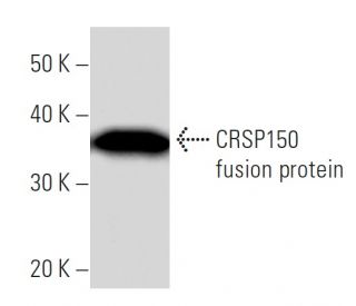 CRSP150 Antibody (2214C1a) - Western Blotting - Image 16603