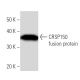 CRSP150 Antibody (2214C1a) - Western Blotting - Image 16603