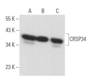 CRSP34 Antibody (A-2) - Western Blotting - Image 373198 
