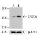 CRSP34 Antibody (A-2) - Western Blotting - Image 415037