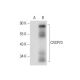 CRSP70 Antibody (E-11) - Western Blotting - Image 61873 