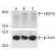 CRSP70 Antibody (E-11) - Western Blotting - Image 411977