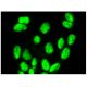CRSP70 Antibody (F-5) - Immunofluorescence - Image 293908 