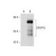 CRSP70 Antibody (F-5) - Western Blotting - Image 59543