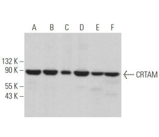 CRTAM Antibody (C-12) - Western Blotting - Image 373179 