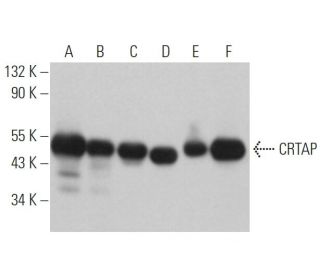 CRTAP Antibody (D-1) - Western Blotting - Image 367716 