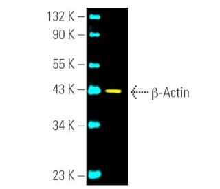 &beta;-Actin (C4) Alexa Fluor&reg; 488: sc-47778 AF488. Direct fluorescent western...