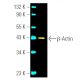 β-Actin (C4) Alexa Fluor® 488: sc-47778 AF488. Direct fluorescent western...
