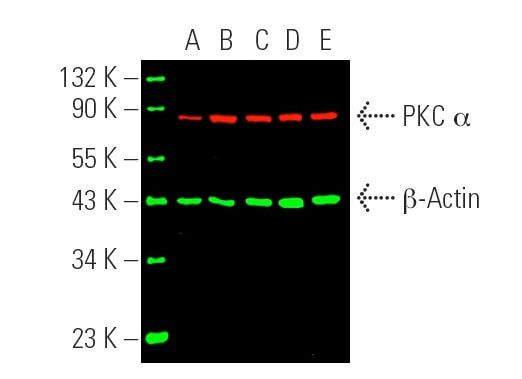 Cruz Marker™ MW Tag-Alexa Fluor® 680 | SCBIO - Santa Cruz Biotechnology
