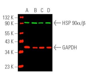 Simultaneous direct near-infrared western blot analysis of HSP 90&alpha;/&beta; expression... 