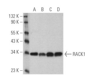 RACK1 (B-3) HRP: sc-17754 HRP. Direct western blot analysis of... 